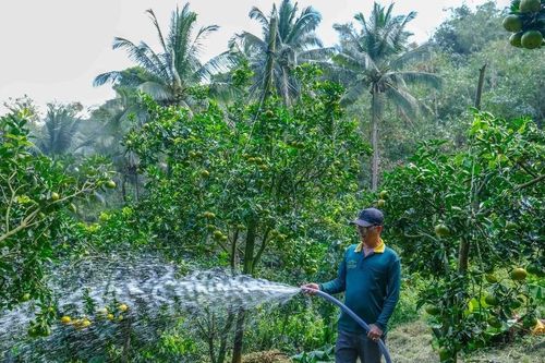 Nông dân Đồng bằng sông Cửu Long hưởng lợi nhờ điện mặt trời