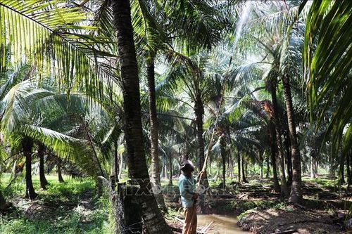 Khẩn trương diệt trừ sâu đầu đen phá hại vườn dừa