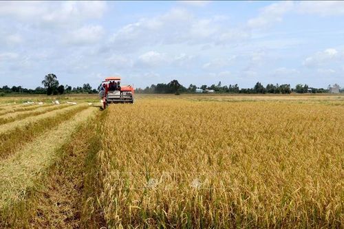 Long An đạt sản lượng trên 2,2 triệu tấn lúa chất lượng cao