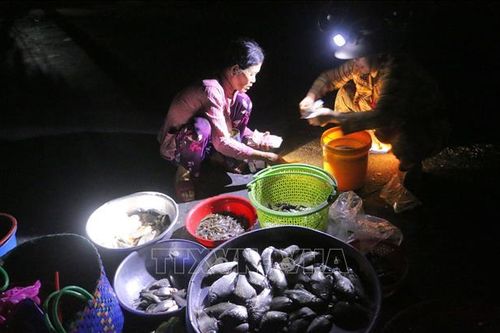 Náo nhiệt chợ cá 'âm phủ' mùa nước nổi
