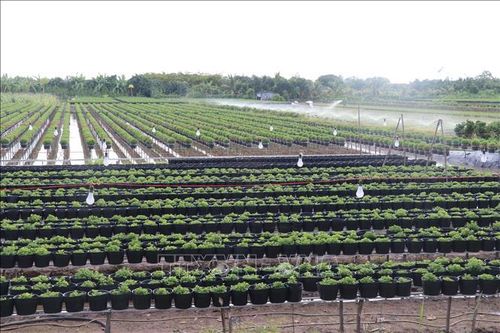 Nông dân đạt lợi nhuận kép trong sản xuất nông nghiệp