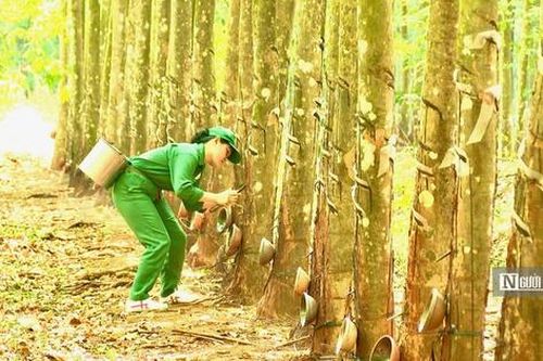 'Vàng trắng' tăng giá, nông dân phấn khởi