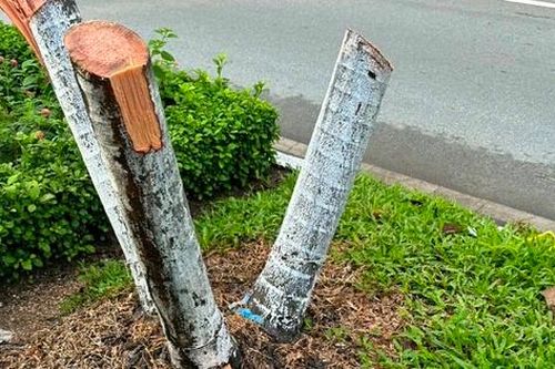 Chặt 9 cây cau che khuất bảng quảng cáo, 4 người bị tạm giam