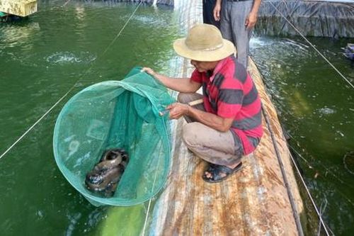 Nuôi loài da trơn được ví như 'nhân sâm nước' lão nông thu lãi tiền tỷ