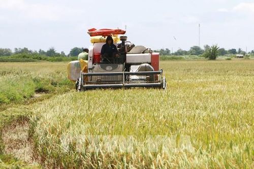 Vị ngọt vùng đất trũng phèn