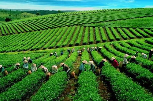 Giá chè xuất khẩu thấp do chưa xây dựng được thương hiệu