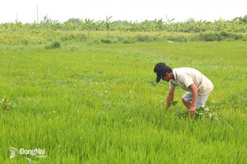 Quy định mới về xử phạt hành chính trong lĩnh vực đất đai