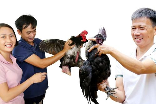 Khi cử nhân kinh tế nuôi gà...