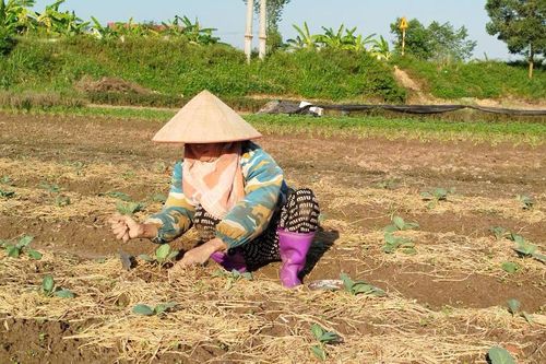 Gần 1.500ha lúa Mùa mất trắng do bão số 3
