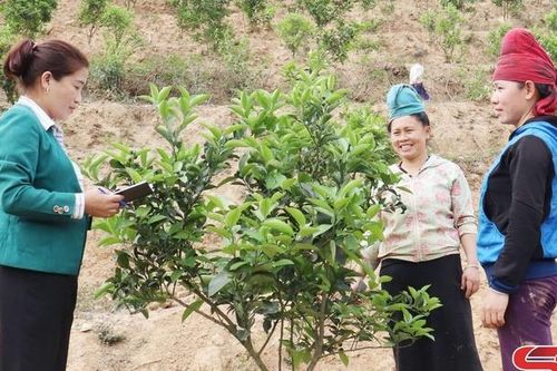 Liên kết phát triển sản xuất nông nghiệp bền vững