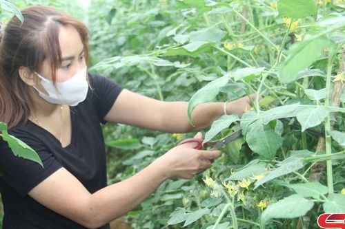 Nông dân xã Vân Hồ trồng rau vụ đông