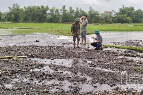 Linh hoạt chuyển đổi cơ cấu cây trồng với diện tích bị ảnh hưởng mưa lũ