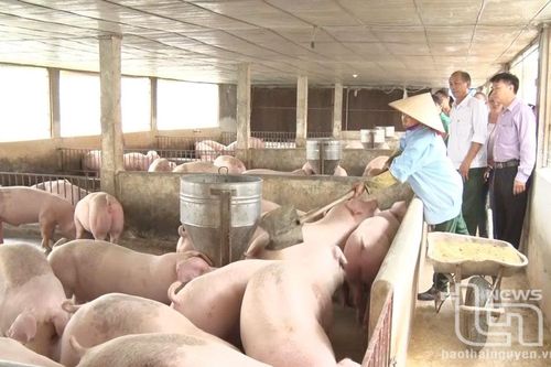 Thử nghiệm mô hình nuôi lợn bổ sung nguyên liệu chè xanh Thái Nguyên