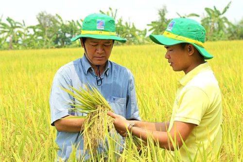 Đạm Cà Mau (DCM), Đạm Phú Mỹ (DPM) đặt kỳ vọng vào vụ Đông Xuân và Luật Thuế VAT