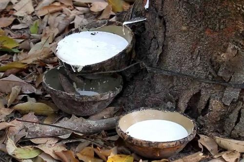 Ngày 16/10: Giá cao su thế giới tiếp tục tăng, trong nước nâng giá thu mua lên mức cao mới