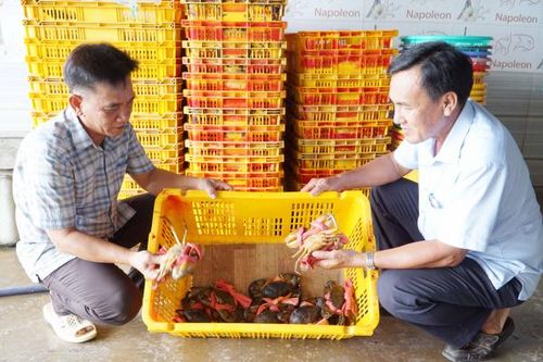 Khai thác giá trị thương hiệu cua Năm Căn (Cà Mau)