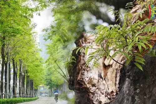 Sắc xanh cây cối hồi sinh sau bão
