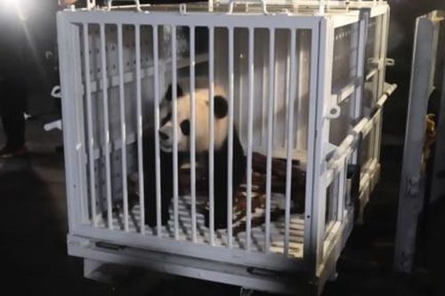 'Ngoại giao gấu trúc' góp phần phá băng quan hệ Mỹ - Trung