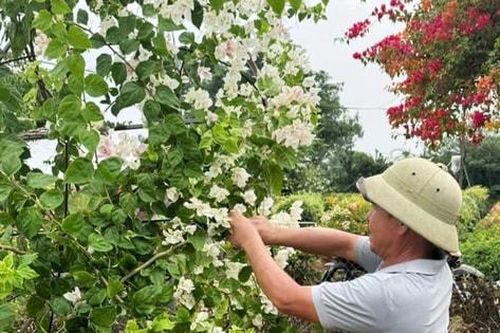 Gia Lâm nỗ lực phục hồi sản xuất nông nghiệp