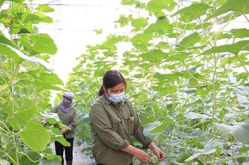 Chuyển đổi nông nghiệp sinh thái: Tăng chất lượng nông sản, giảm ô nhiễm môi trường