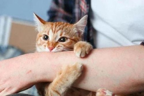 Trào lưu nuôi thú cưng ở người trẻ và những hệ lụy