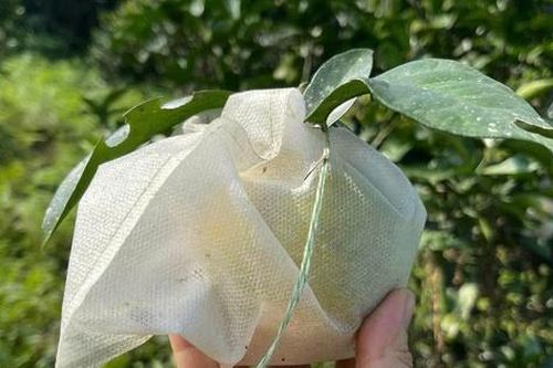 'Thủ phủ' quả đặc sản Hà Tĩnh vào vụ thu hoạch