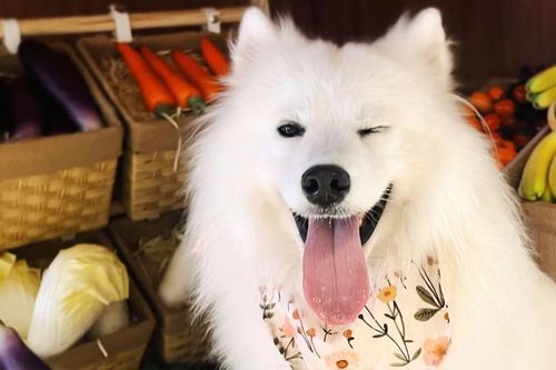 Trung Quốc: khi thú cưng cũng gia nhập 'thị trường lao động'