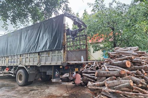 'Lâm tặc' cưa hạ hàng chục cây gỗ rừng tại xã biên giới Ia Mơ