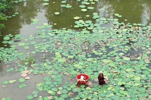 Đồng Tháp Mười lũ tràn đồng, nông dân tranh thủ trồng sen vụ Đông Xuân