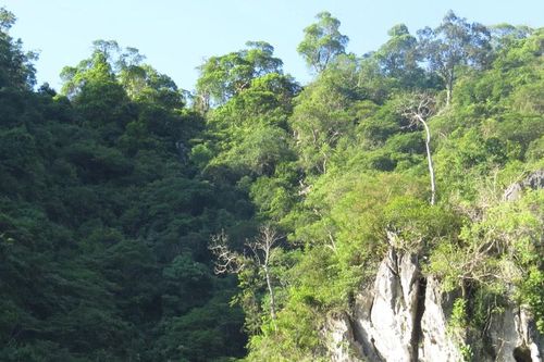 Quảng Bình: Mở rộng khu bảo tồn Voọc gáy trắng thành Khu bảo tồn thiên nhiên Khe Nét