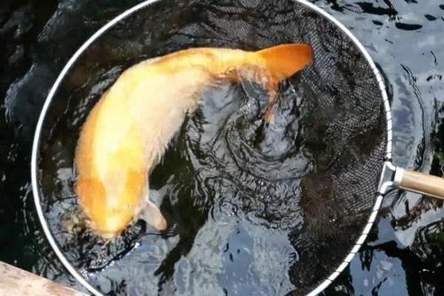 Con cá chép được trả 1,4 tỷ đồng, chủ nhân quyết không bán