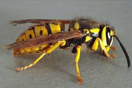Tử vong sau khi bị ong đốt, chuyên gia chỉ cách xử trí đúng