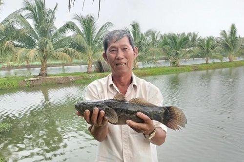 Lão nông ở Cà Mau 2 lần được vinh danh nông dân Việt Nam xuất sắc