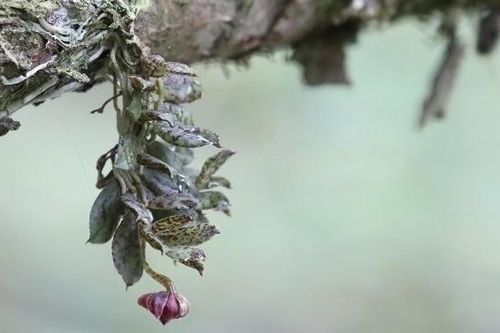 Trung Quốc: Loài hoa lan mới trong môi trường sống của gấu trúc khổng lồ