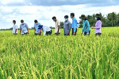 Số hóa cây lúa: Tăng tốc để bứt phá trên xa lộ nông nghiệp mới