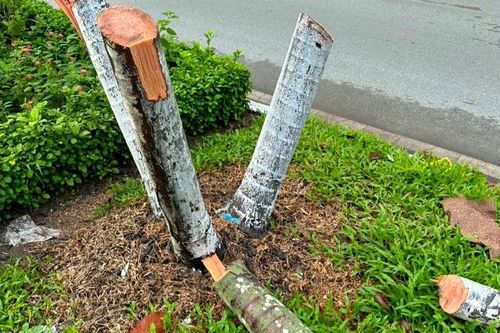 Chặt 9 cây cau kiểng, Phó giám đốc và ba người làm thuê bị bắt