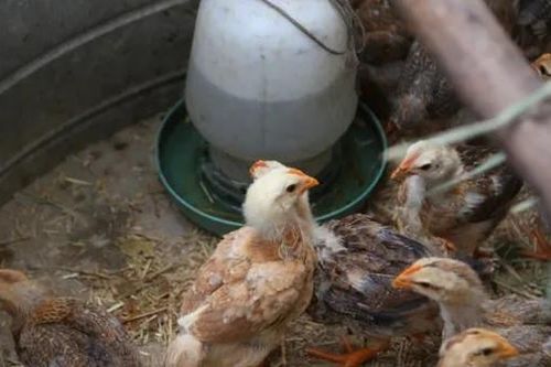 Hỗ trợ người dân vùng bão lũ tái thiết cuộc sống