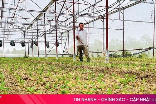 Hà Tĩnh sản xuất vụ đông thích ứng thời tiết, nâng cao giá trị