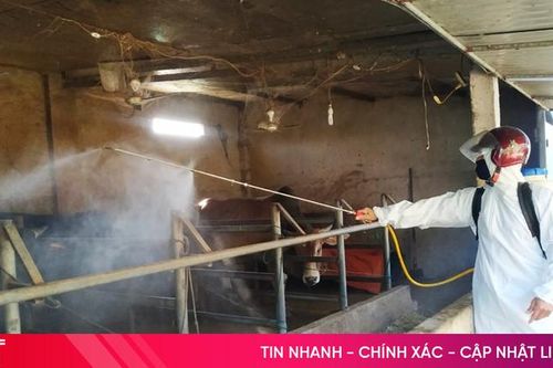 Lộc Hà tập trung phòng dịch bệnh, phát triển đàn vật nuôi