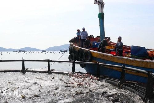 Khánh Hòa đầu tư hơn 540 tỷ đồng phát triển nuôi biển công nghệ cao