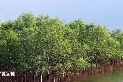 Vẫn ì ạch trong sắp xếp, đổi mới doanh nghiệp nông, lâm nghiệp