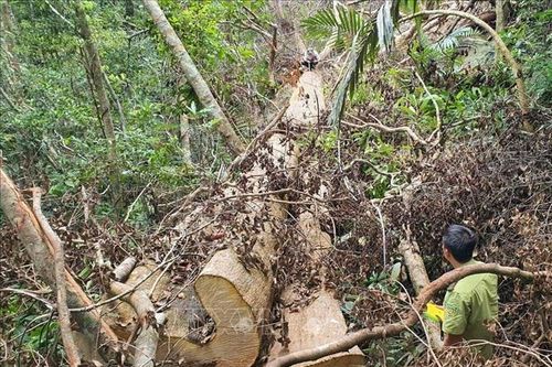 Điều động lực lượng kiểm lâm về các 'điểm nóng' để ngăn chặn phá rừng