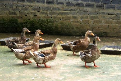Thu đến 500 triệu đồng/năm từ nuôi vịt Cổ Lũng