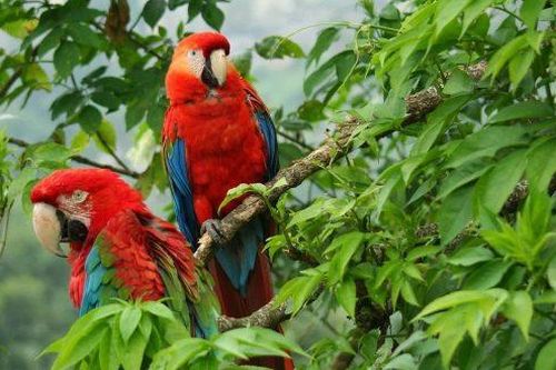 Độc đáo phiên bản quốc ca Colombia tại hội nghị về đa dạng sinh học