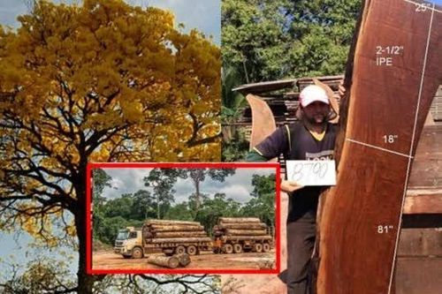Loại gỗ đắt nhất thế giới chỉ mọc duy nhất một nơi: Bị Mafia ráo riết săn lùng, nguy cơ tuyệt chủng