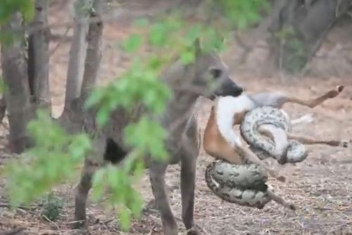 CLIP: Phát hiện trăn đá săn được linh dương, linh cẩu hành động 'gây sốc' và cái kết ít ai đoán được