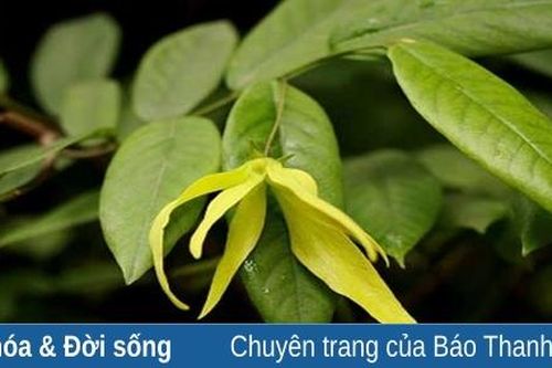 Ngọt ngào hương hoa dẻ