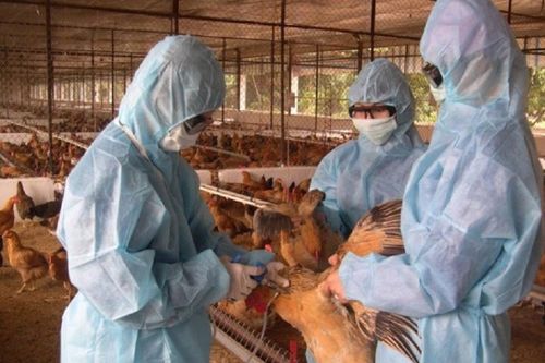 Vẫn còn những khoảng trống trong phối hợp liên ngành phòng chống dịch bệnh