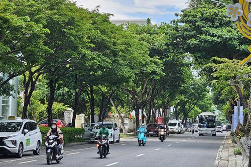 Cần trồng cây xanh phù hợp điều kiện thổ nhưỡng, khí hậu