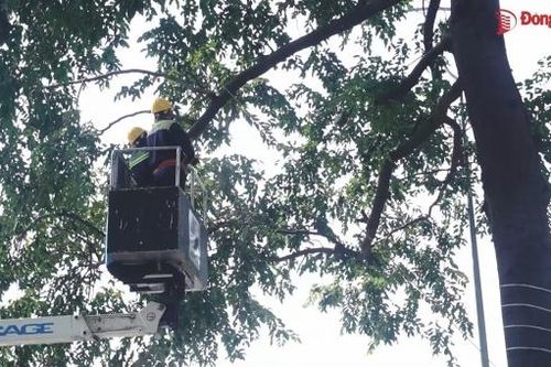 Rà soát, cắt tỉa cây xanh đô thị trong mùa mưa